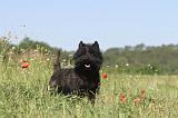 CAIRN TERRIER 012